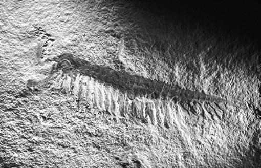 Иллюстрация к книге — Взламывая планету Земля [image166.jpg]