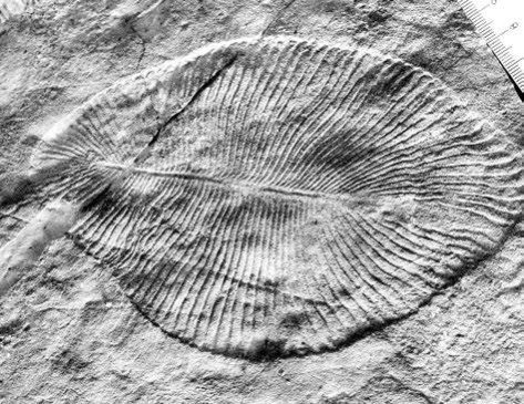 Иллюстрация к книге — Взламывая планету Земля [image185.jpg]