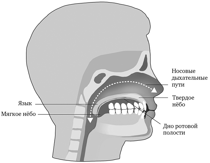 Иллюстрация к книге — Укус эволюции. Откуда у современного человека неправильный прикус, кривые зубы и другие деформации челюсти [i_012.jpg]