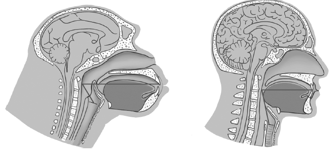 Иллюстрация к книге — Укус эволюции. Откуда у современного человека неправильный прикус, кривые зубы и другие деформации челюсти [i_030.jpg]