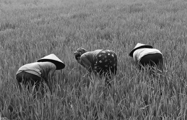 Иллюстрация к книге — Укус эволюции. Откуда у современного человека неправильный прикус, кривые зубы и другие деформации челюсти [i_050.jpg]