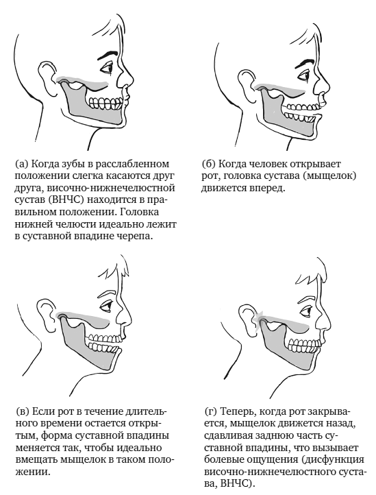 Иллюстрация к книге — Укус эволюции. Откуда у современного человека неправильный прикус, кривые зубы и другие деформации челюсти [i_056.jpg]