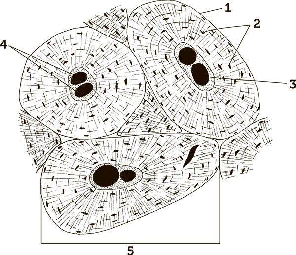 Иллюстрация к книге — Увлекательная анатомия [i_004.jpg]