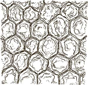 Иллюстрация к книге — Увлекательная анатомия [i_007.jpg]