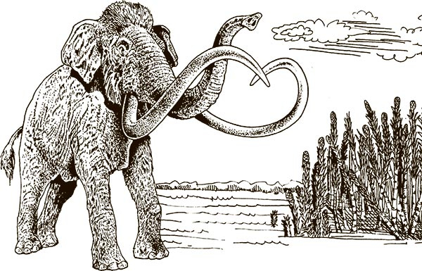 Иллюстрация к книге — Увлекательная анатомия [i_009.jpg]