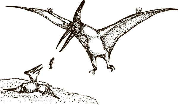 Иллюстрация к книге — Увлекательная анатомия [i_011.jpg]