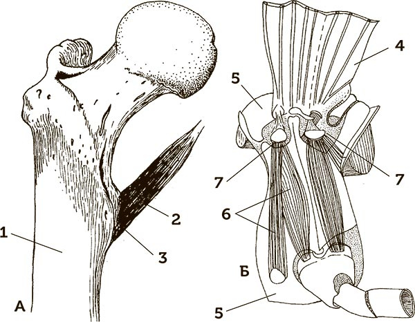 Иллюстрация к книге — Увлекательная анатомия [i_014.jpg]
