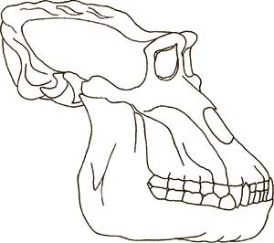 Иллюстрация к книге — Увлекательная анатомия [i_016.jpg]