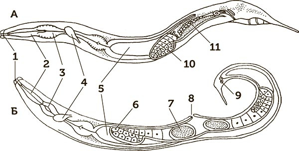 Иллюстрация к книге — Увлекательная анатомия [i_023.jpg]