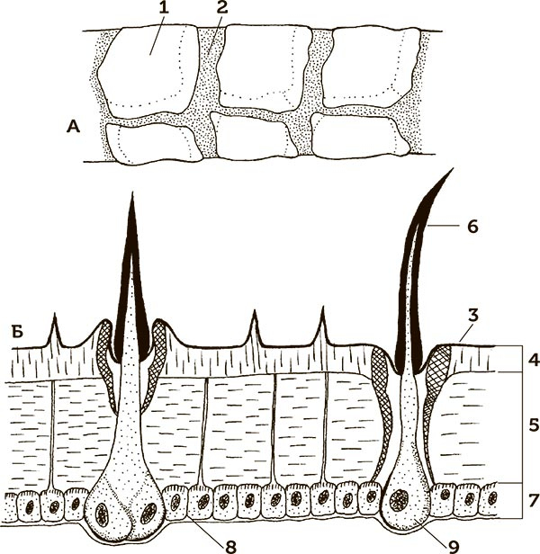 Иллюстрация к книге — Увлекательная анатомия [i_024.jpg]