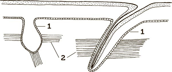 Иллюстрация к книге — Увлекательная анатомия [i_025.jpg]