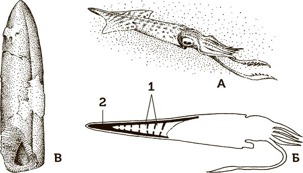 Иллюстрация к книге — Увлекательная анатомия [i_026.jpg]