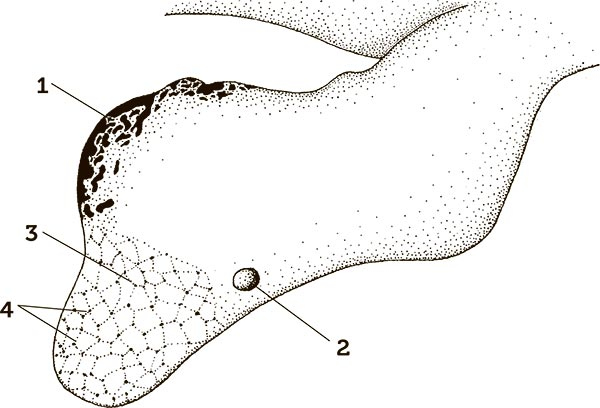 Иллюстрация к книге — Увлекательная анатомия [i_030.jpg]