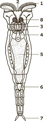 Иллюстрация к книге — Увлекательная анатомия [i_036.jpg]