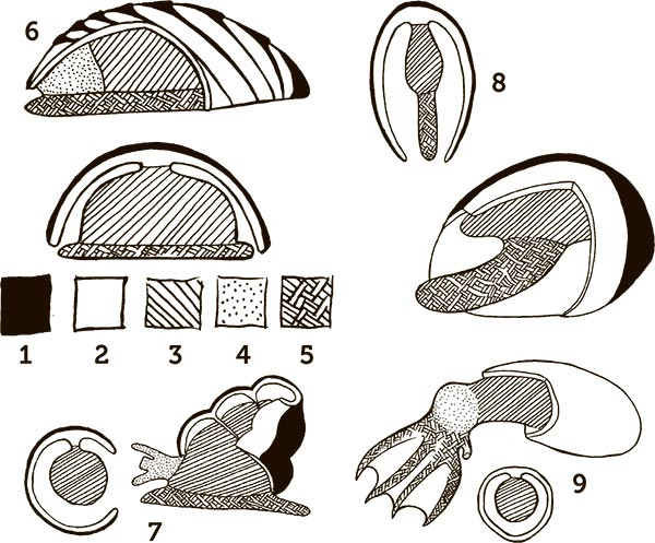 Иллюстрация к книге — Увлекательная анатомия [i_037.jpg]