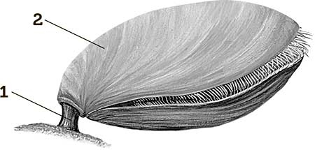 Иллюстрация к книге — Увлекательная анатомия [i_038.jpg]