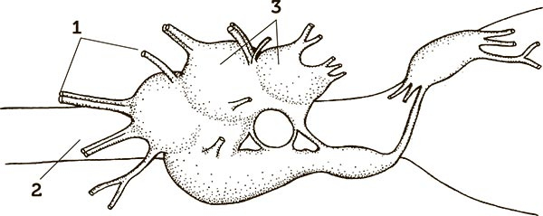 Иллюстрация к книге — Увлекательная анатомия [i_042.jpg]