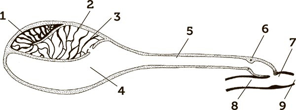 Иллюстрация к книге — Увлекательная анатомия [i_045.jpg]