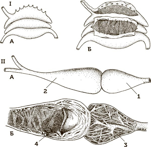 Иллюстрация к книге — Увлекательная анатомия [i_048.jpg]