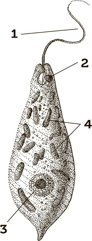 Иллюстрация к книге — Увлекательная анатомия [i_053.jpg]