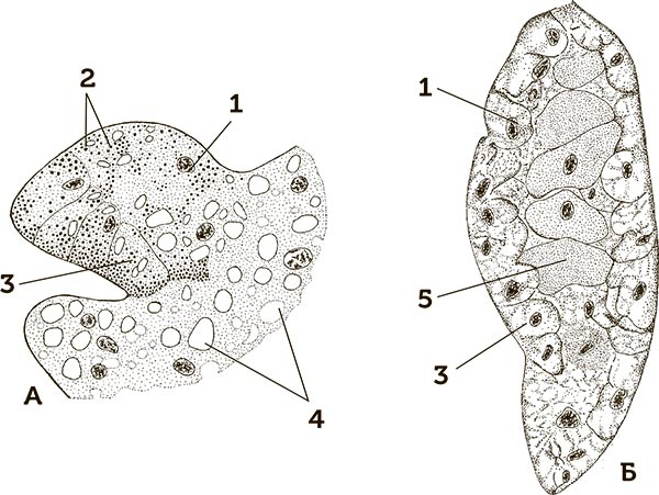 Иллюстрация к книге — Увлекательная анатомия [i_059.jpg]