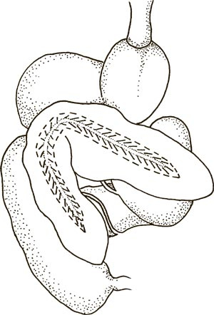 Иллюстрация к книге — Увлекательная анатомия [i_060.jpg]