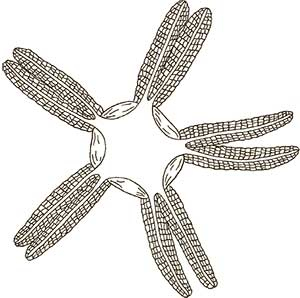 Иллюстрация к книге — Увлекательная анатомия [i_062.jpg]