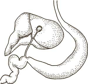 Иллюстрация к книге — Увлекательная анатомия [i_063.jpg]