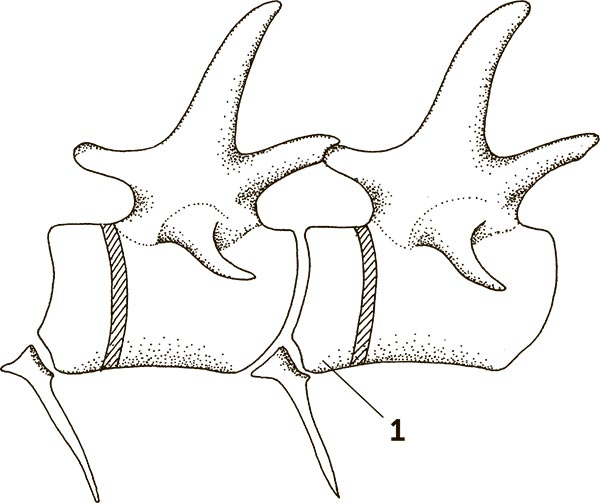 Иллюстрация к книге — Увлекательная анатомия [i_066.jpg]