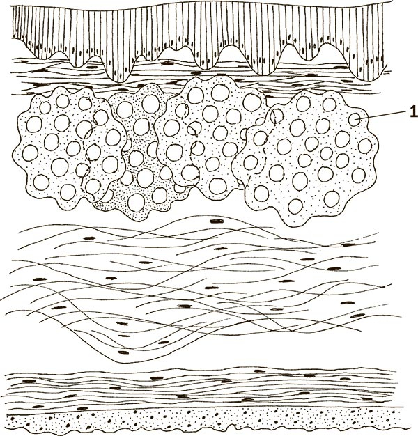 Иллюстрация к книге — Увлекательная анатомия [i_069.jpg]