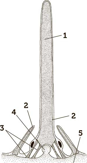 Иллюстрация к книге — Увлекательная анатомия [i_070.jpg]