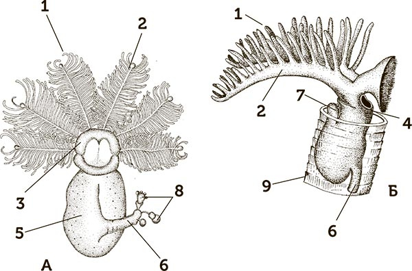 Иллюстрация к книге — Увлекательная анатомия [i_073.jpg]