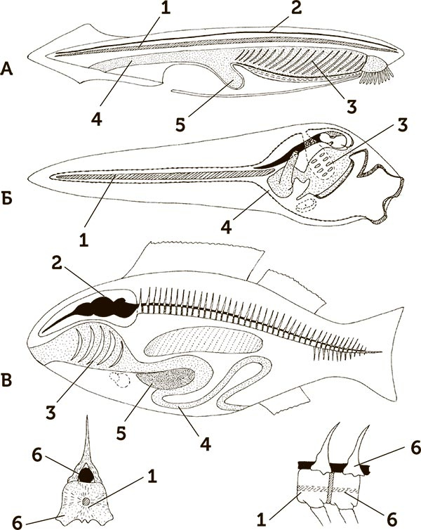 Иллюстрация к книге — Увлекательная анатомия [i_075.jpg]