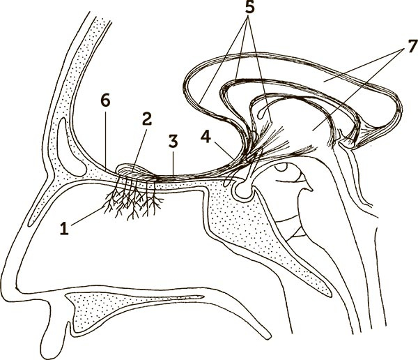 Иллюстрация к книге — Увлекательная анатомия [i_077.jpg]