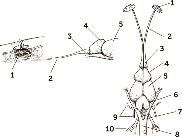 Иллюстрация к книге — Увлекательная анатомия [i_078.jpg]