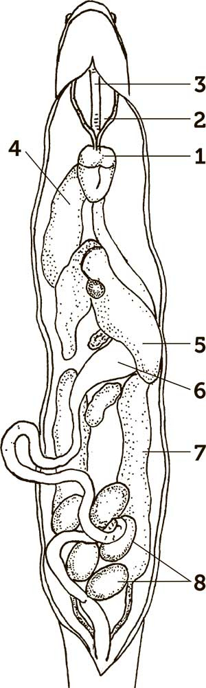 Иллюстрация к книге — Увлекательная анатомия [i_080.jpg]