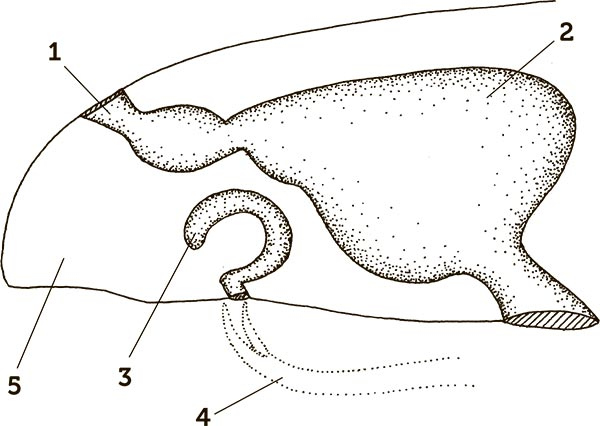 Иллюстрация к книге — Увлекательная анатомия [i_081.jpg]