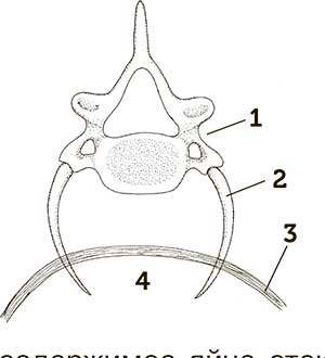 Иллюстрация к книге — Увлекательная анатомия [i_082.jpg]