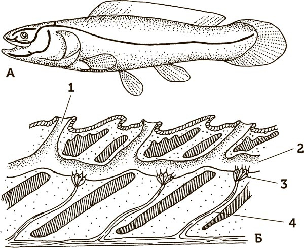 Иллюстрация к книге — Увлекательная анатомия [i_084.jpg]