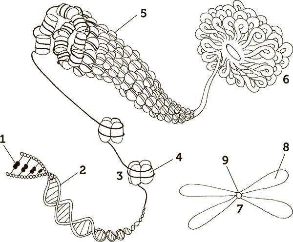Иллюстрация к книге — Увлекательная анатомия [i_100.jpg]