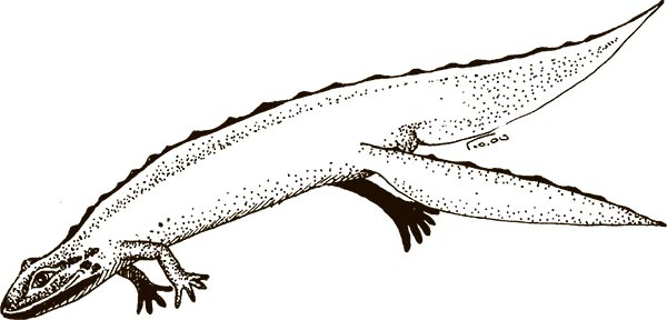 Иллюстрация к книге — Увлекательная анатомия [i_106.jpg]