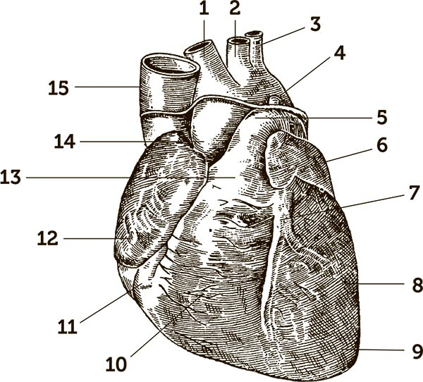 Иллюстрация к книге — Увлекательная анатомия [i_108.jpg]