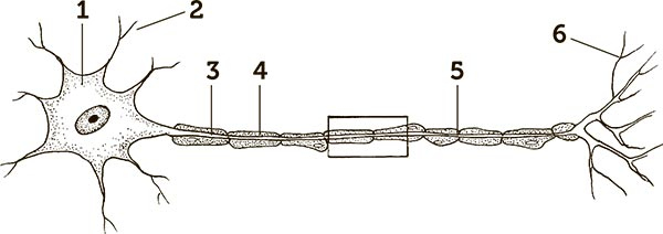 Иллюстрация к книге — Увлекательная анатомия [i_115.jpg]