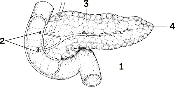 Иллюстрация к книге — Увлекательная анатомия [i_117.jpg]