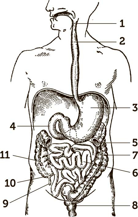 Иллюстрация к книге — Увлекательная анатомия [i_119.jpg]