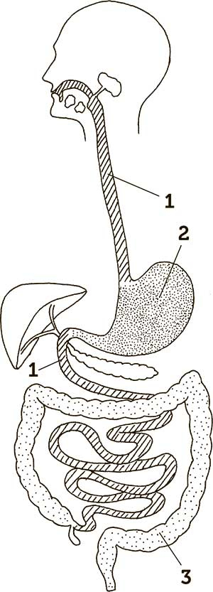 Иллюстрация к книге — Увлекательная анатомия [i_120.jpg]