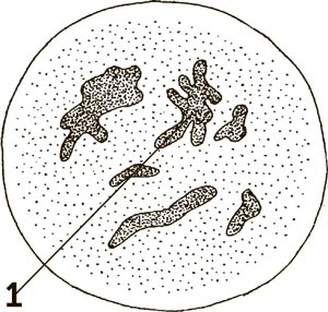 Иллюстрация к книге — Увлекательная анатомия [i_126.jpg]