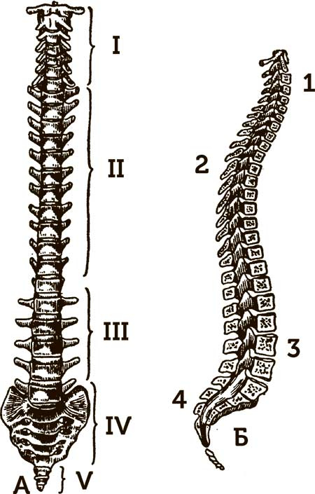Иллюстрация к книге — Увлекательная анатомия [i_131.jpg]