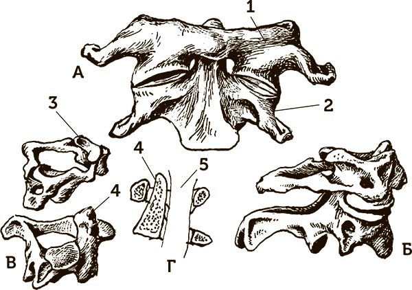 Иллюстрация к книге — Увлекательная анатомия [i_134.jpg]