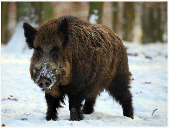 Иллюстрация к книге — Маленькая хозяйка замка Шгрив [i_014.jpg]